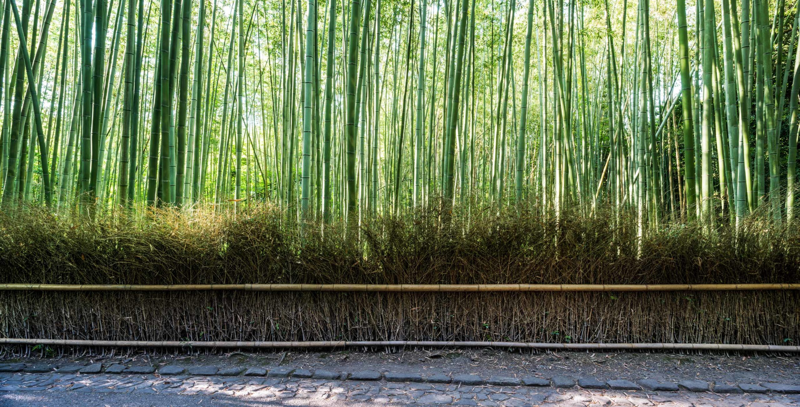 Bamboo-park-1